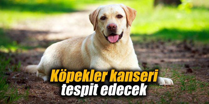 Köpekler kanseri tespit edecek