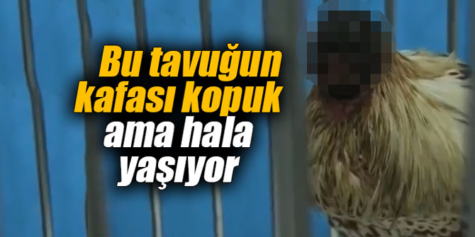 Bu tavuğun kafası kopuk ama hala yaşıyor