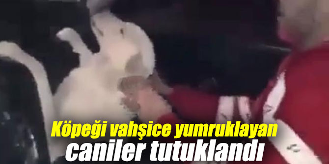 Köpeği vahşice yumruklayan caniler tutuklandı