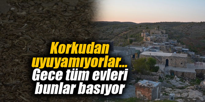 Korkudan uyuyamıyorlar... Gece tüm evleri bunlar basıyor