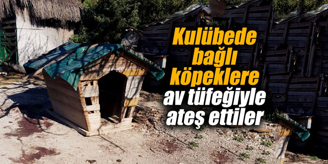 İzmir'de kulübede bağlı köpekleri av tüfeğiyle katlettiler
