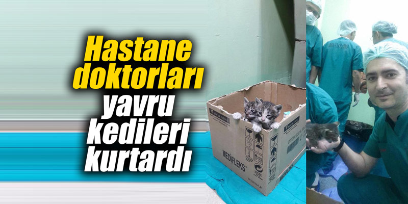 Hastane doktorları yavru kedileri kurtardı