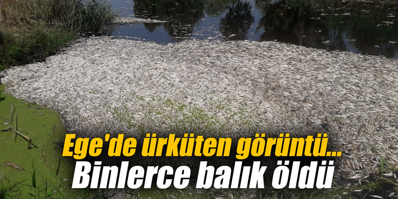 Ege'de ürküten görüntü... Binlerce balık öldü
