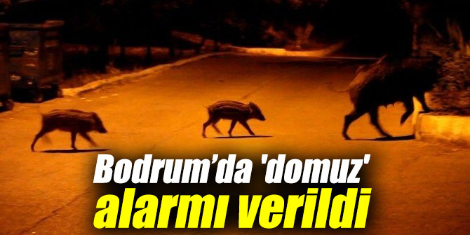 Bodrum’da 'domuz' alarmı verildi