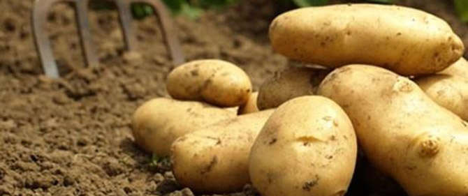 Piyasaya ucuz patates sürülecek