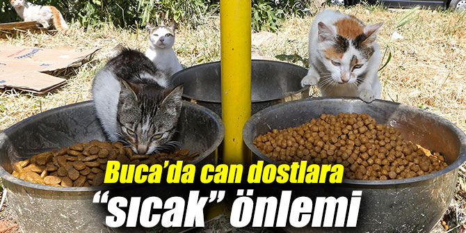 Buca Belediyesi'nden can dostlarına “sıcak” önlemi