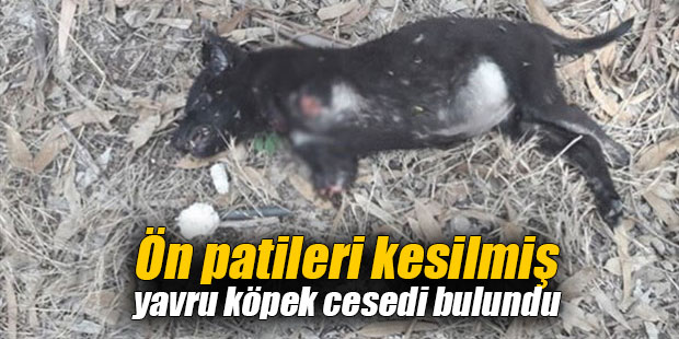 Yeter artık! Ön patileri kesilmiş yavru köpek cesedi bulundu