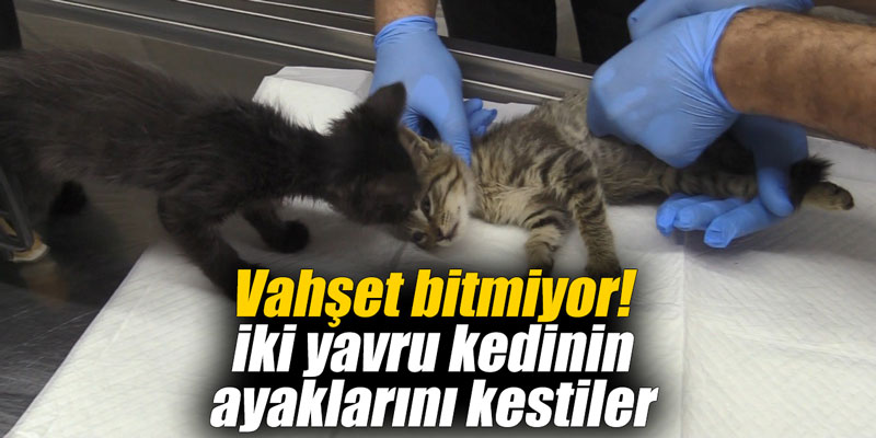 Vahşet bitmiyor! İki yavru kedinin ayaklarını kestiler