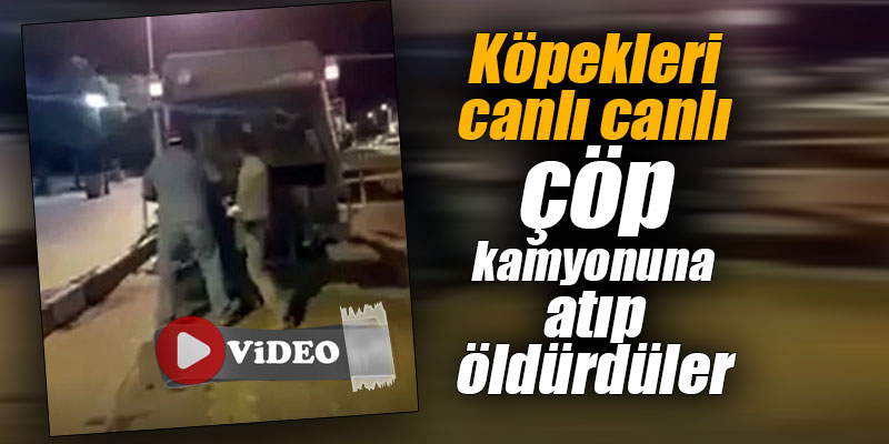 Sokaktaki köpekleri canlı canlı çöp kamyonuna atıp öldürdüler