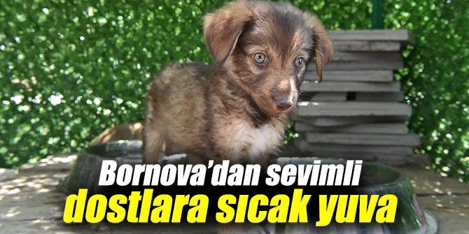 Bornova Belediyesi'nden sevimli dostlara sıcak yuva