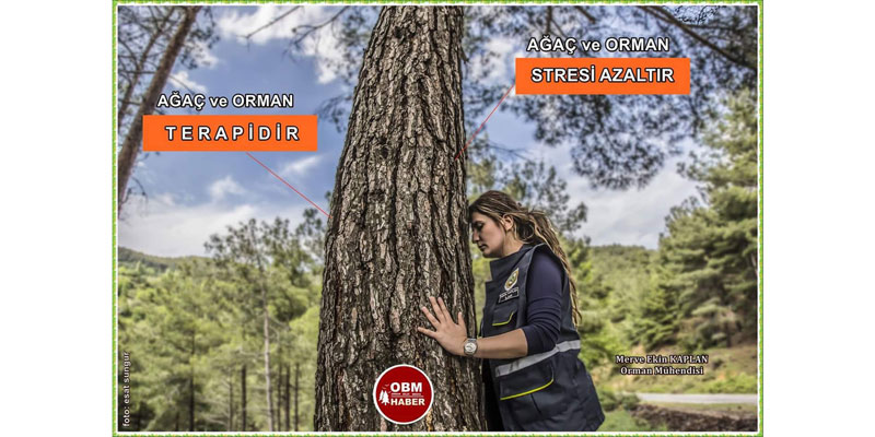 Ağaç ve orman terapidir