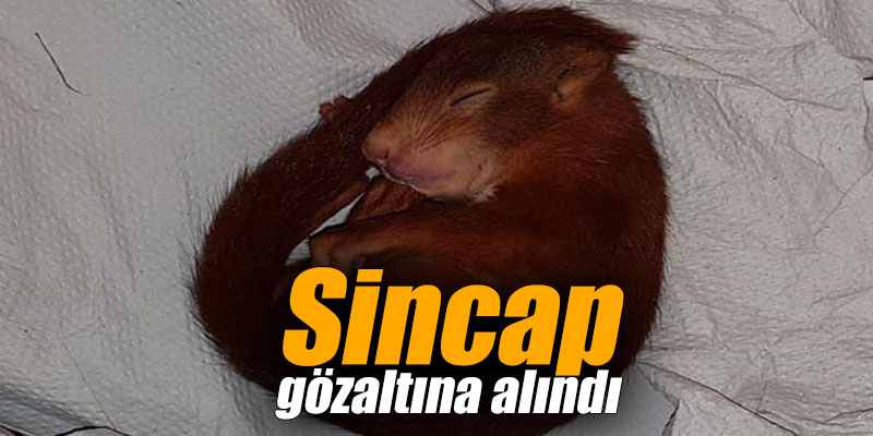 Sincap gözaltına alındı