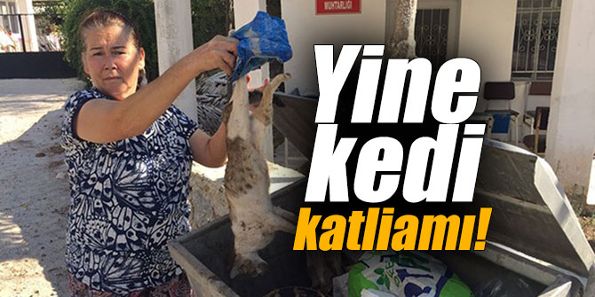 Yine kedi katliamı!