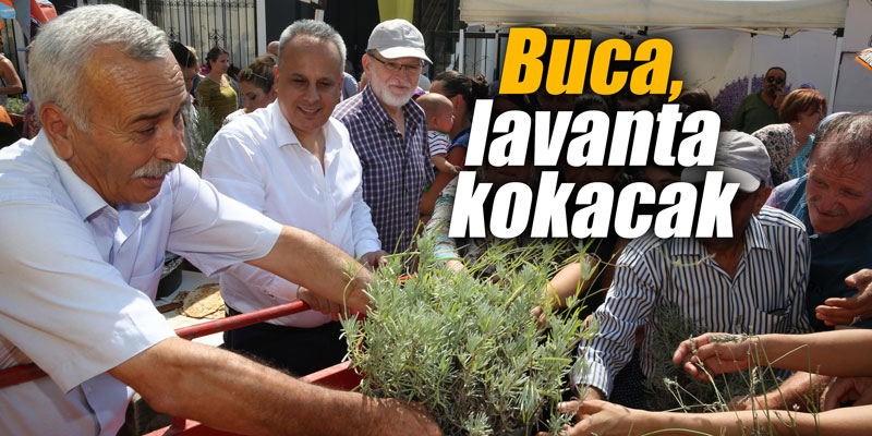 Buca, lavanta kokacak