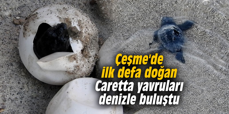 Çeşme'de ilk defa doğan Caretta yavruları denizle buluştu