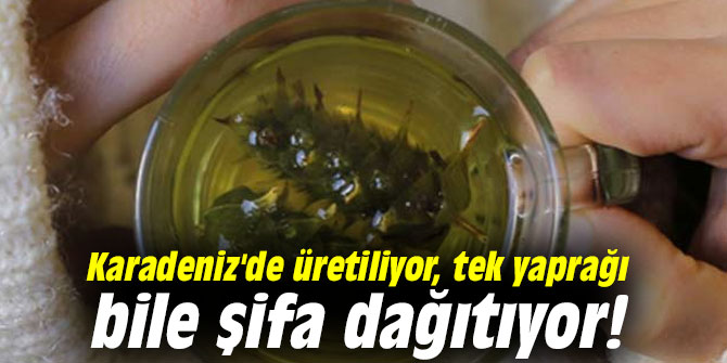 Karadeniz'de üretiliyor, tek yaprağı bile şifa dağıtıyor!