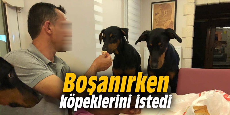 Boşanırken köpeklerini istedi