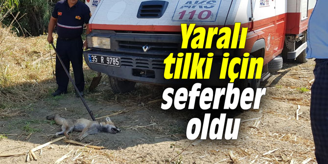 Yaralı tilki için seferber oldu
