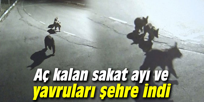 Aç kalan sakat ayı ve yavruları şehre indi