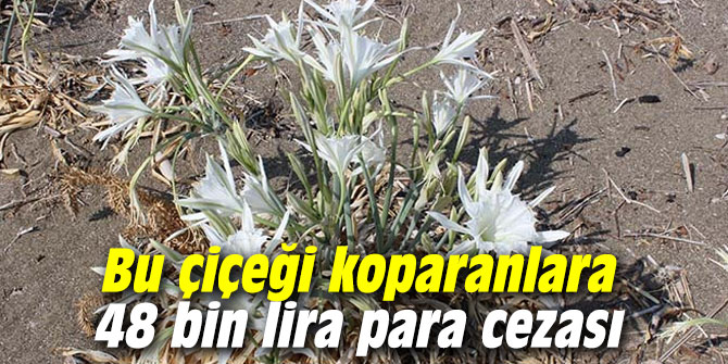 Bu çiçeği koparanlara 48 bin lira para cezası