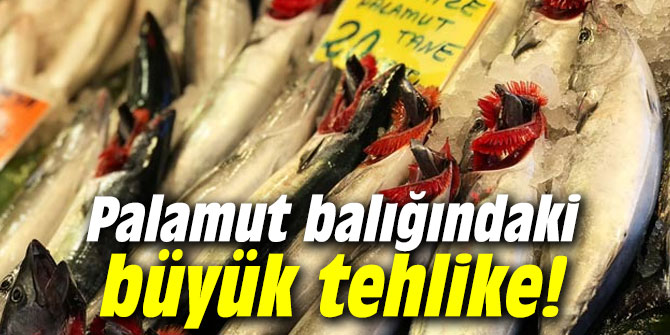 Palamut balığındaki büyük tehlike!