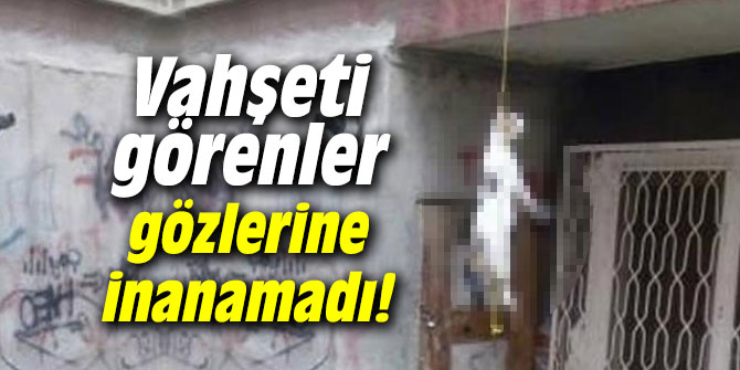 Vahşet! Görenler gözlerine inanamadı