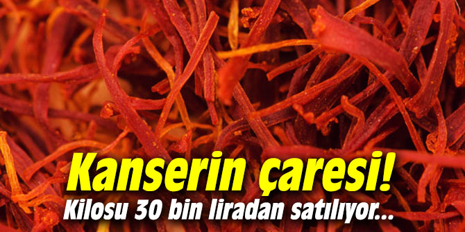 Kanserin çaresi! Kilosu 30 bin liradan satılıyor...