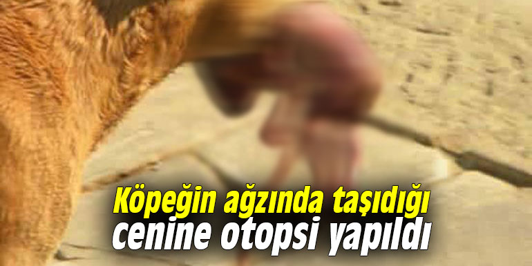 Köpeğin ağzında taşıdığı cenine otopsi yapıldı
