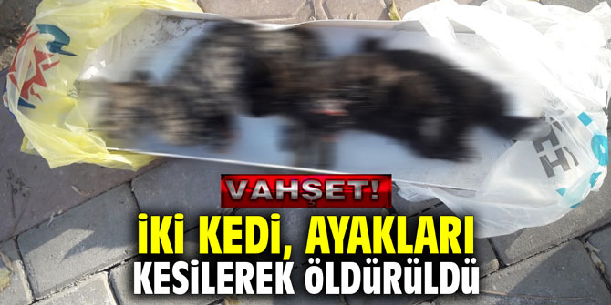 Vahşet! İki kedi, ayakları kesilerek öldürüldü