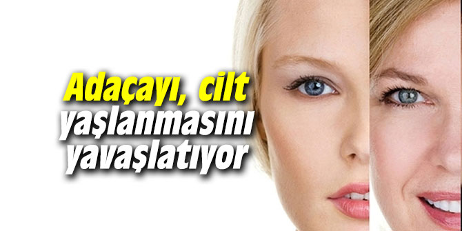 Uzmanı açıkladı: Adaçayı cilt yaşlanmasını yavaşlatıyor