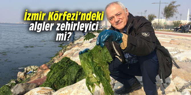 İzmir Körfezi’ndeki algler zehirleyici mi?