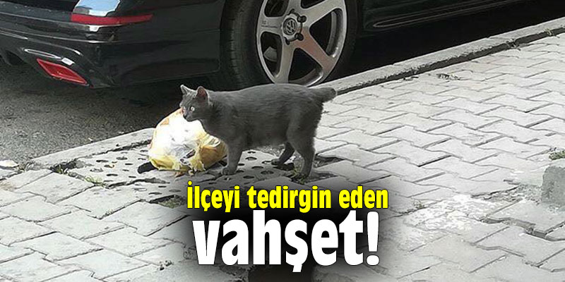 İlçeyi tedirgin eden vahşet!