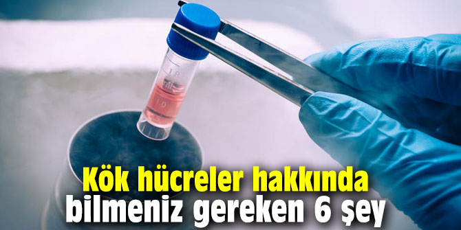 Kök hücreler hakkında bilmeniz gereken 6 şey