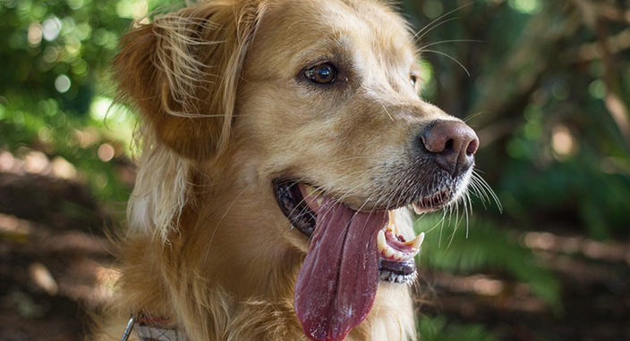 Köpek salyası insanlar için ölümcül olabilir!