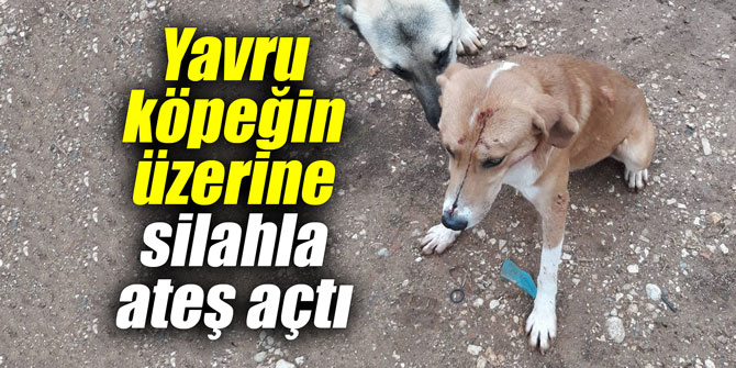 Yavru köpeğin üzerine silahla ateş açtı