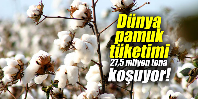 Dünya pamuk tüketimi 27,5 milyon tona koşuyor!