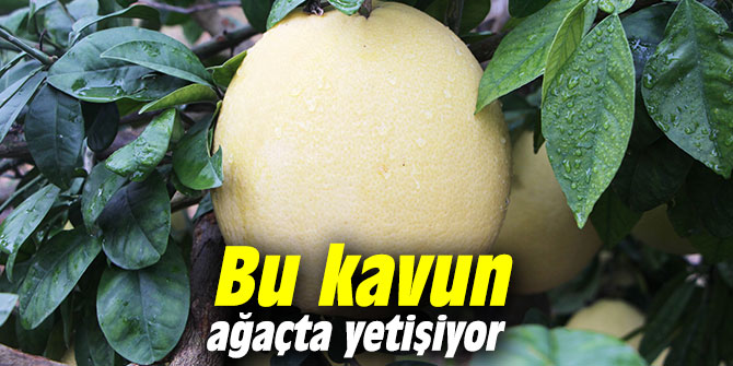 Bu kavun ağaçta yetişiyor