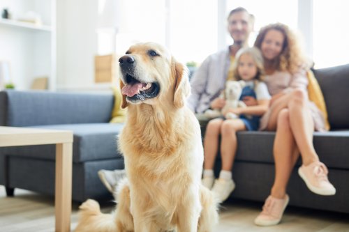 pets2.jpg