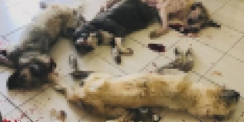hk-1.jpg