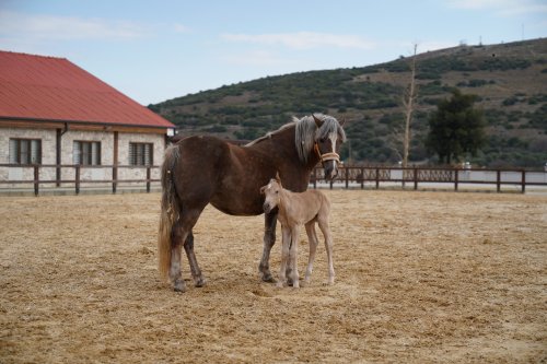 3-alia-parkin-ilk-tayi-dunyaya-geldi.jpg