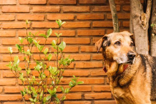 lovely-dog-posing-garden-23-2147997372.jpg