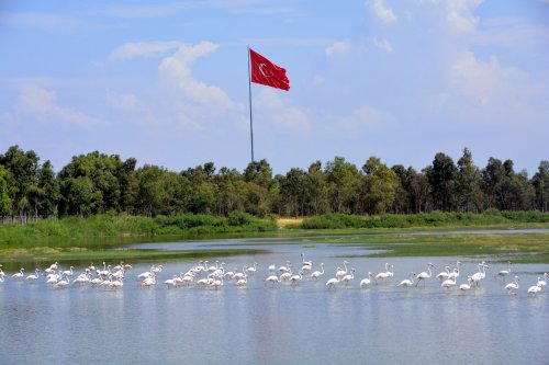 aliaga’nin-flamingolarindan-kartpostallik-goruntuler-(1).jpg